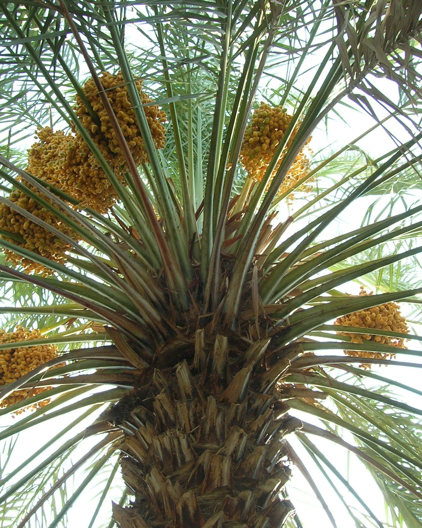 A fruiting date palm at a farm in Madinah