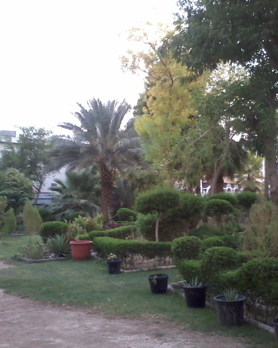 The garden at the Saqīfah of Banū Sāʿidah