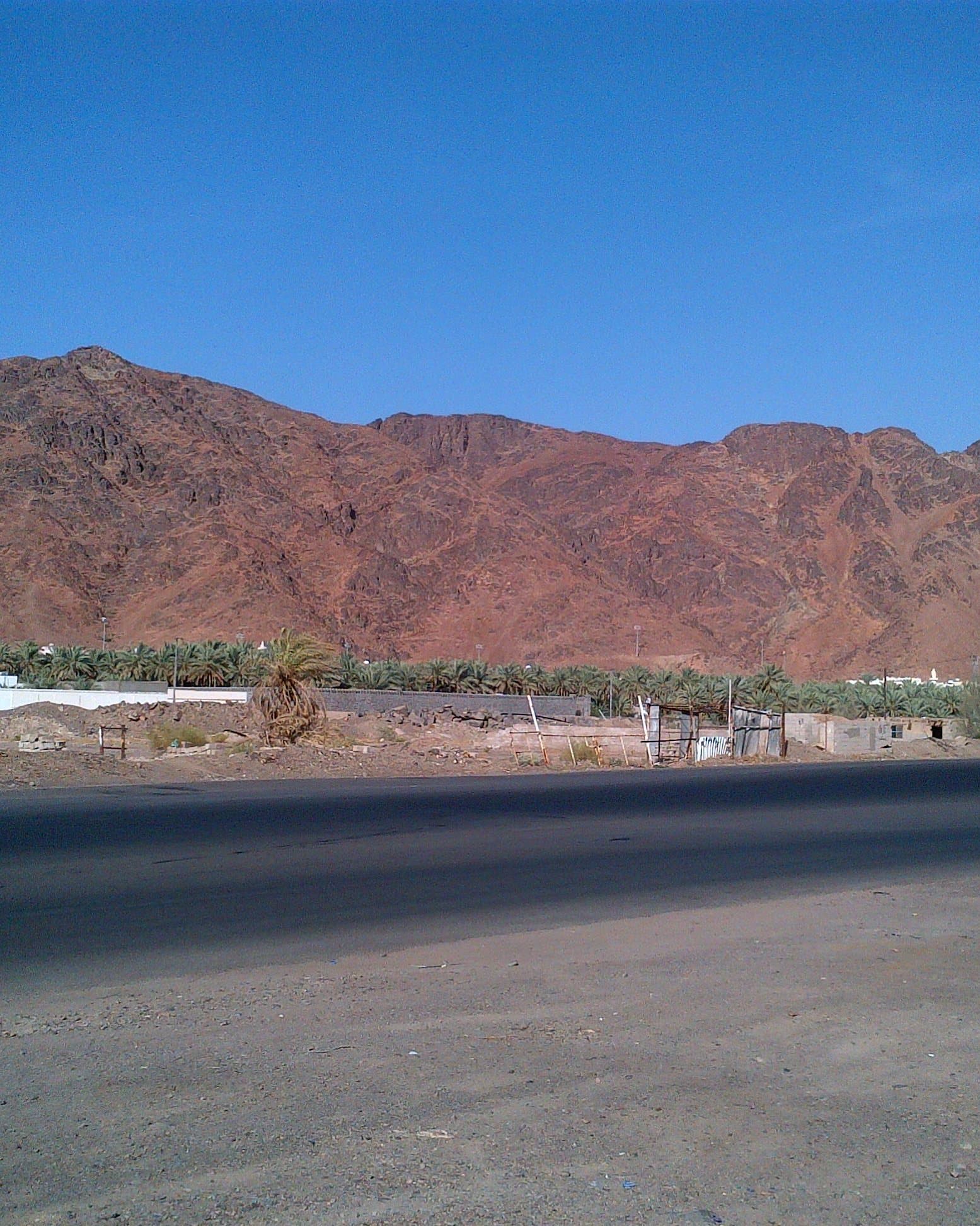 Mount Uḥud above a line of date palms